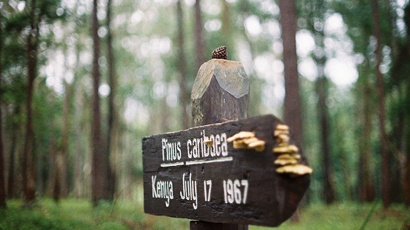 wood-sign
