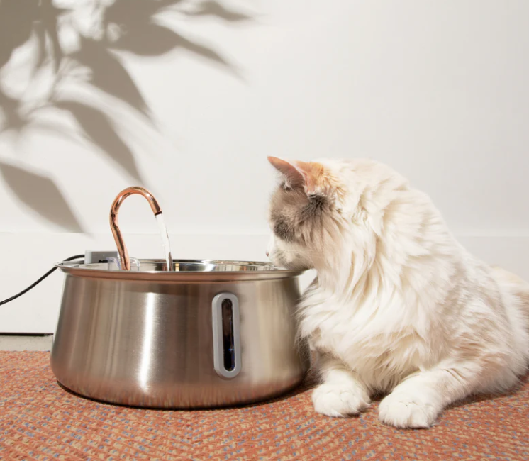 kittyspout